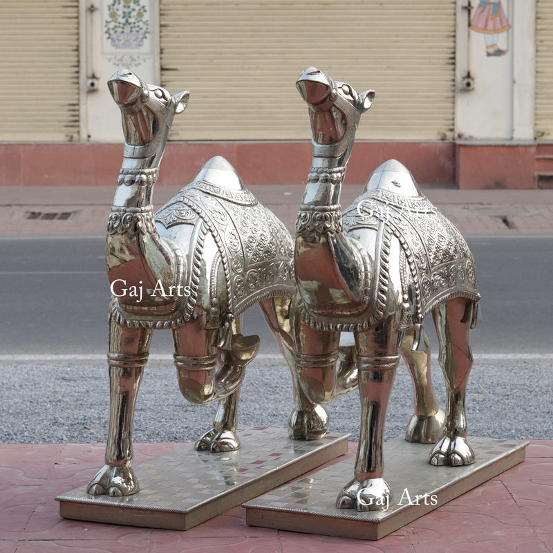 Silver Camel 42”