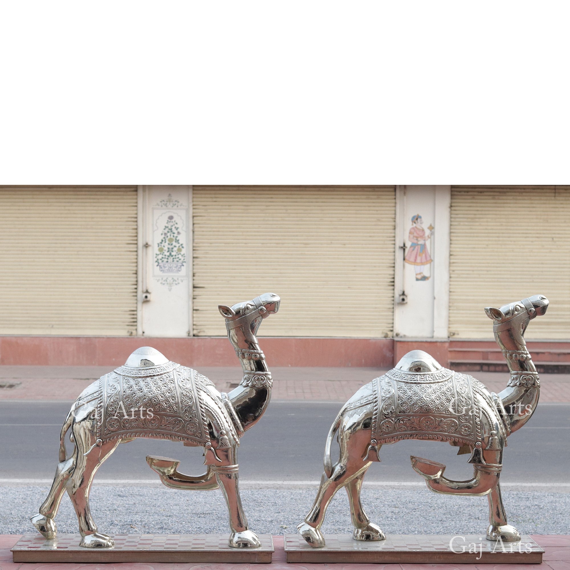 Silver Camel 42”